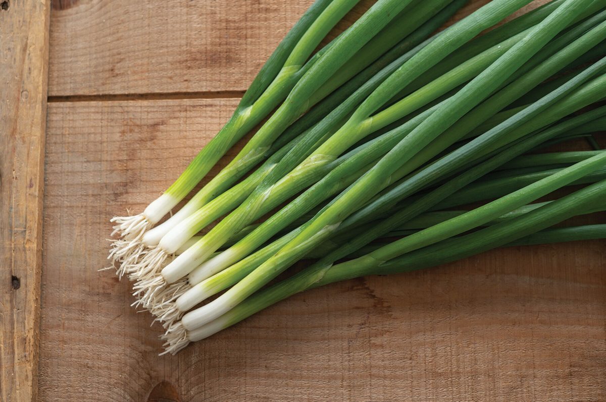 Feast – Onion Seed